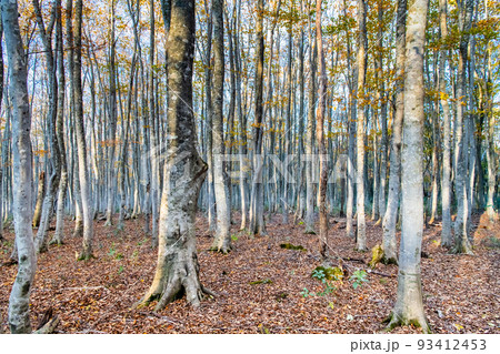 岩手県八幡平市 安比高原ブナ二次林　～晩秋～ 93412453