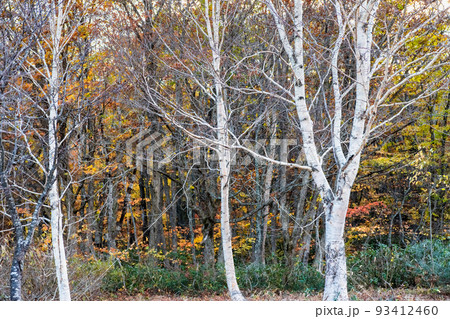 岩手県八幡平市 安比高原ブナ二次林　～晩秋～ 93412460