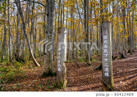 岩手県八幡平市 安比高原ブナ二次林　～晩秋～ 93412469