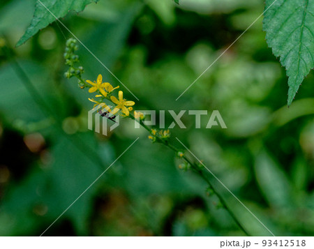 キク科アキノキリンソウ キク科アキノキリンソウ 93412518