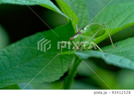 キリギリス科ハヤシノウマオイ 93412528