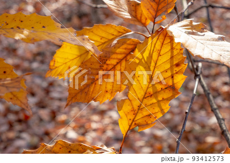 ブナの森、落ち葉 秋色のイメージ ブナの森、落ち葉 秋色のイメージ 93412573