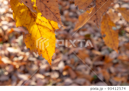 ブナの森、落ち葉 秋色のイメージ ブナの森、落ち葉 秋色のイメージ 93412574