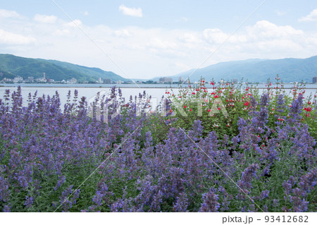 草原を紫に染めるラベンダー 93412682