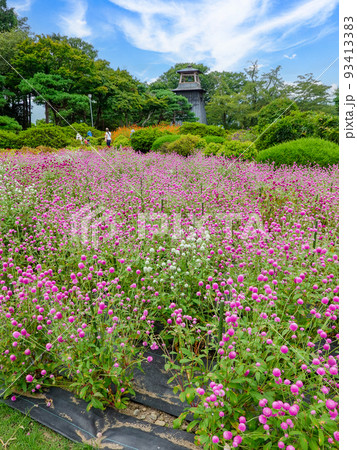 千日紅咲く沼田城址公園（縦） 93413383