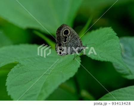 ヒメウラナミジャノメの吸蜜 93413428