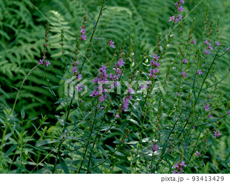 ミソハギの開花 93413429