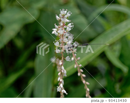 寄生バチ　オオコンボウヤセバチ♀ 93413430