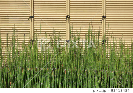 トクサと竹囲い トクサと竹囲い 93413484