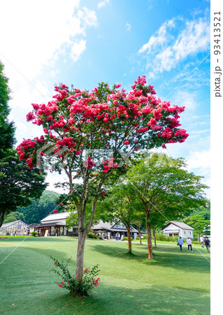 夏の百日紅（縦） 93413521