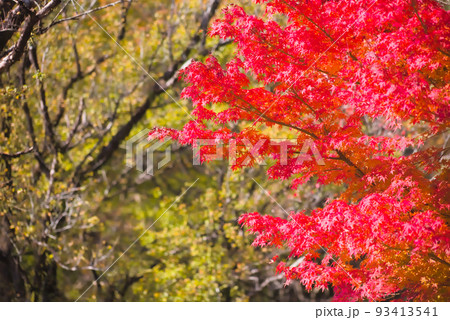 紅葉の最盛期　鹿児島県青少年研修センター 93413541