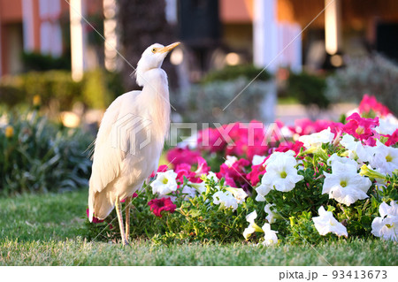 White cattle egret wild bird, also known as Bubulcus ibis walking on green lawn in summer 93413673