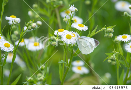 草原を飛び回り花蜜に夢中な蝶 草原を飛び回り花蜜に夢中な蝶 93413978