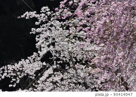 春の三井寺　境内の桜　滋賀県大津市 93414047