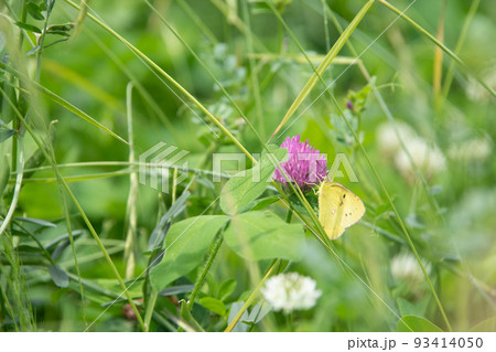 草原を飛び回り花蜜に夢中な蝶 93414050