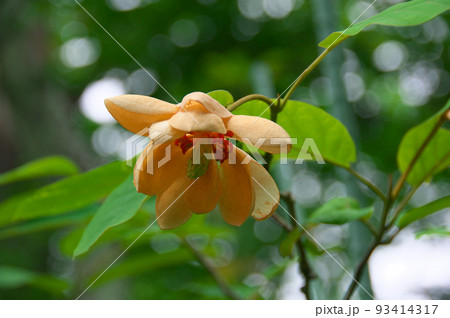 オオヤマレンゲ 93414317