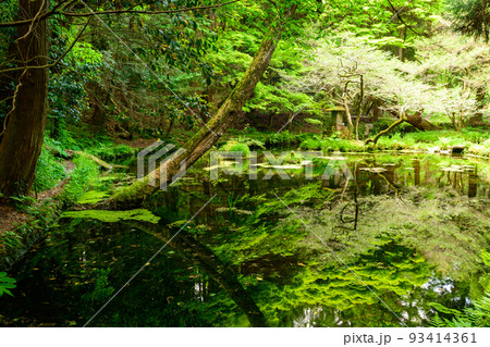 水面に映る水源景色「観光名所：名水百選の山吹水源」原生林に囲まれた静かな水源(阿蘇郡産山村)山吹水源 93414361