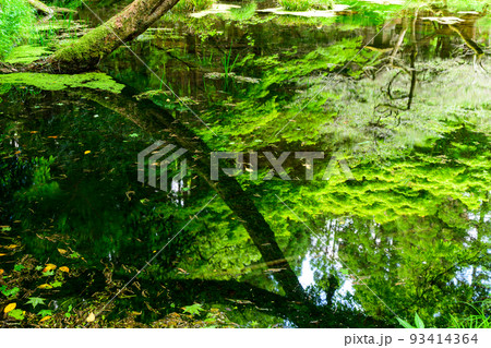 水面に映る水源景色「観光名所:名水百選の山吹水源」原生林に囲まれた静かな水源(阿蘇郡産山村)山吹水源 水面に映る水源景色「観光名所:名水百選の山吹水源」原生林に囲まれた静かな水源(阿蘇郡産山村)山吹水源 93414364