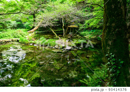 水面に映る水源景色「観光名所:名水百選の山吹水源」原生林に囲まれた静かな水源(阿蘇郡産山村)山吹水源 水面に映る水源景色「観光名所:名水百選の山吹水源」原生林に囲まれた静かな水源(阿蘇郡産山村)山吹水源 93414376