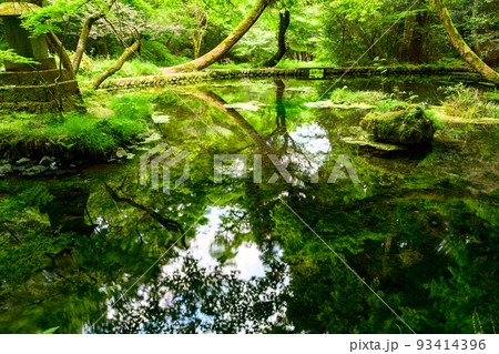水面に映る水源景色「観光名所：名水百選の山吹水源」原生林に囲まれた静かな水源(阿蘇郡産山村)山吹水源 93414396