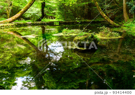 水面に映る水源景色「観光名所:名水百選の山吹水源」原生林に囲まれた静かな水源(阿蘇郡産山村)山吹水源 水面に映る水源景色「観光名所:名水百選の山吹水源」原生林に囲まれた静かな水源(阿蘇郡産山村)山吹水源 93414400