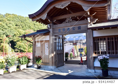 群馬県みどり市　大間々のながめ公園北口門と菊の花 93414407