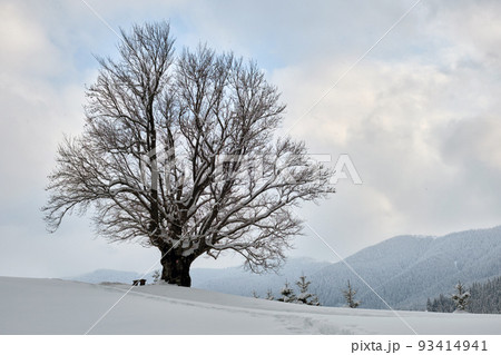 Moody winter landscape with dark bare tree on covered with fresh fallen snow field in wintry mountains on cold gloomy day. Moody winter landscape with dark bare tree on covered with fresh fallen snow field in wintry mountains on cold gloomy day. 93414941
