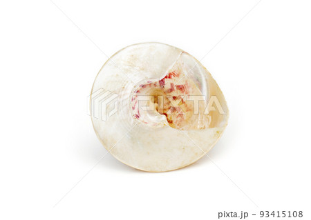 Image of pearl trochus seashells on a white background. Undersea Animals. Sea Shells. 93415108