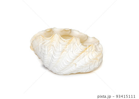 Image of seashells clam pearled on a white background. Undersea Animals. Sea Shells. Image of seashells clam pearled on a white background. Undersea Animals. Sea Shells. 93415111