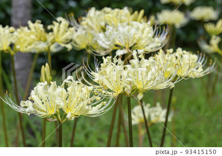 彼岸花の仲間、リコリス 彼岸花の仲間、リコリス 93415150