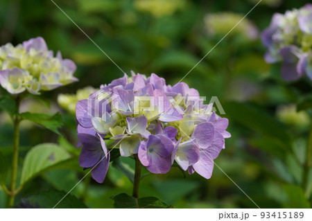 満開の紫陽花 満開の紫陽花 93415189