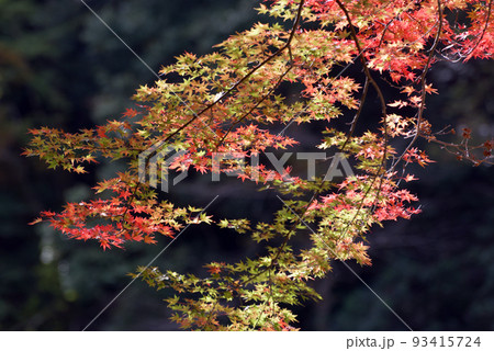 秋の神護寺　境内の紅葉　京都市右京区高雄 93415724
