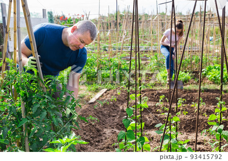 Amateur gardener tying tomato plants in family garden 93415792