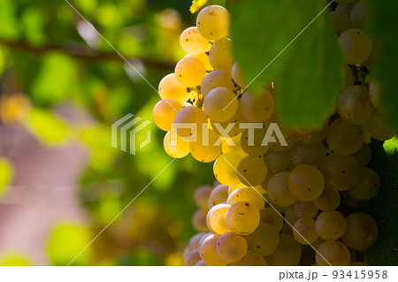 Ripe white grapes on branch 93415958