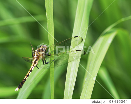 ススキの葉で翅を休めるムギワラトンボ ススキの葉で翅を休めるムギワラトンボ 93416044