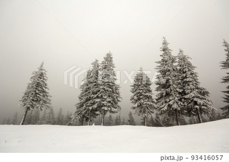 Black and white winter mountain landscape wide angle view. Row of dark fir-trees covered with frost in deep clear snow on copy space background of gray white sky and blurred black forest on horizon. Black and white winter mountain landscape wide angle view. Row of dark fir-trees covered with frost in deep clear snow on copy space background of gray white sky and blurred black forest on horizon. 93416057