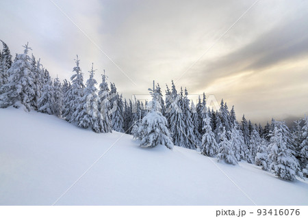 Beautiful winter mountain landscape. Tall dark green spruce trees covered with snow on mountain peaks and cloudy sky background. 93416076