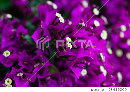 Ornamental plant with purple flowers Bougainvillea closeup 93416200