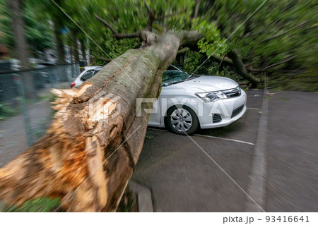 強風による倒木で潰された乗用車 強風による倒木で潰された乗用車 93416641
