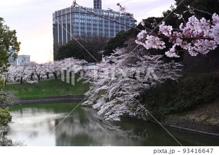 千鳥ヶ淵の桜 都会のオアシス　絶景ポイント　咲楽 93416647