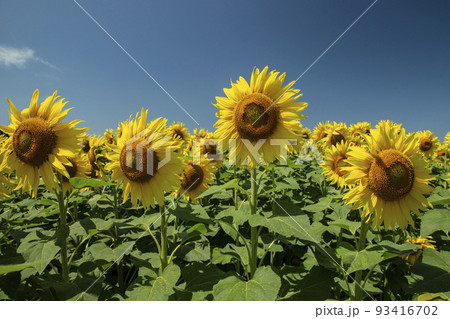 向日葵 93416702