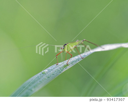 アシグロツユムシ 93417307