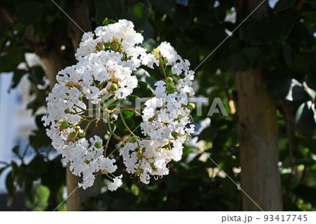 シロバナサルスベリ（白花百日紅） 93417745