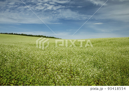 蕎麦の花 蕎麦の花 93418554
