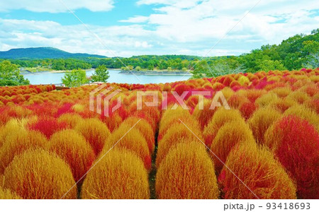 大分農業文化公園コキアの風景 るるパーク 大分農業文化公園コキアの風景 るるパーク 93418693
