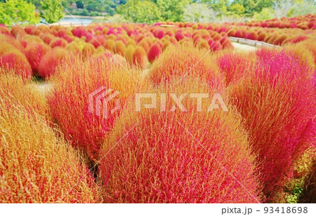 大分農業文化公園コキアの風景 るるパーク 大分農業文化公園コキアの風景 るるパーク 93418698