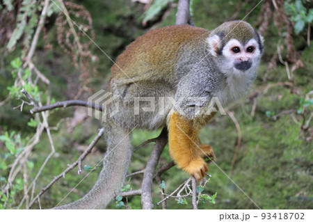 コモンリスザル 木登りするリスザル コモンリスザル 木登りするリスザル 93418702