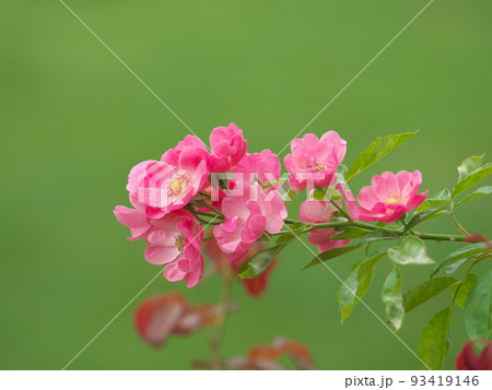 薔薇　品種　コティヨン 93419146