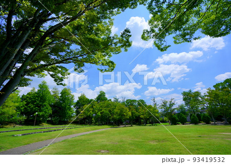 大木の公園・緑と真夏の大空 93419532