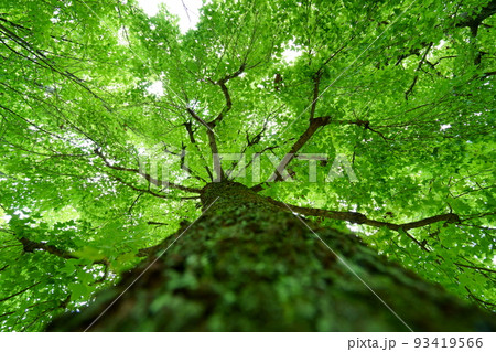 爽やかな夏の森・タイワンフウの大木 93419566